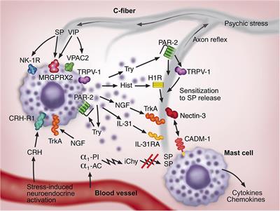 Mast Cells and Sensory Nerves Contribute to <mark class="highlighted">Neurogenic Inflammation</mark> and Pruritus in Chronic Skin Inflammation